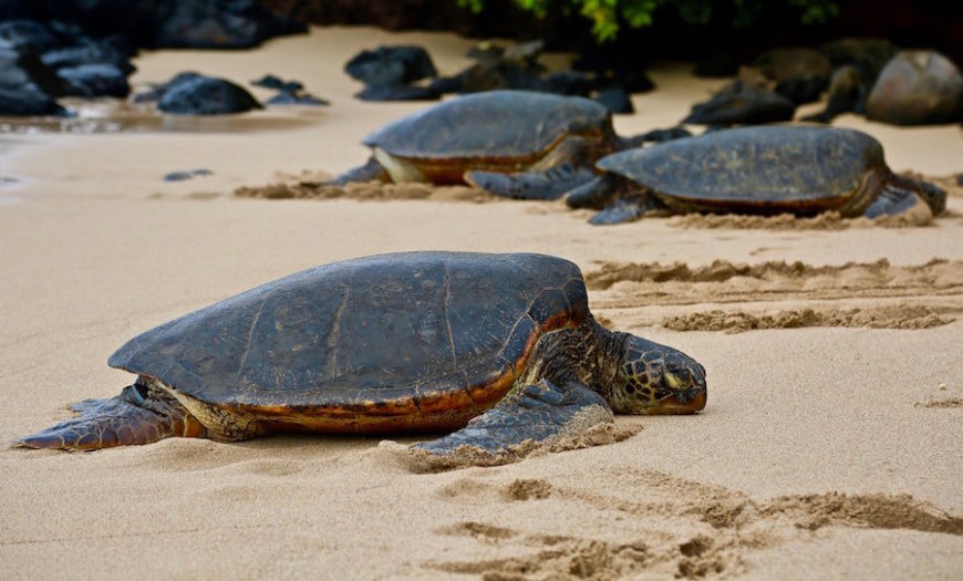 Sea Turtles Near Honolulu Airport
